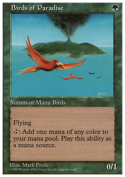 Birds of Paradise