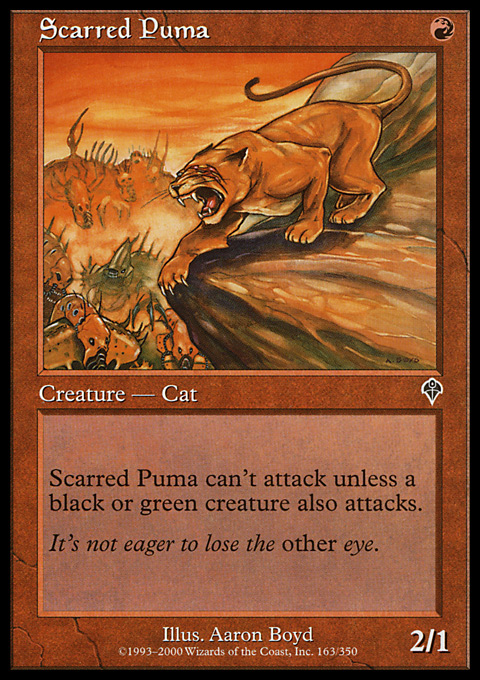Scarred Puma