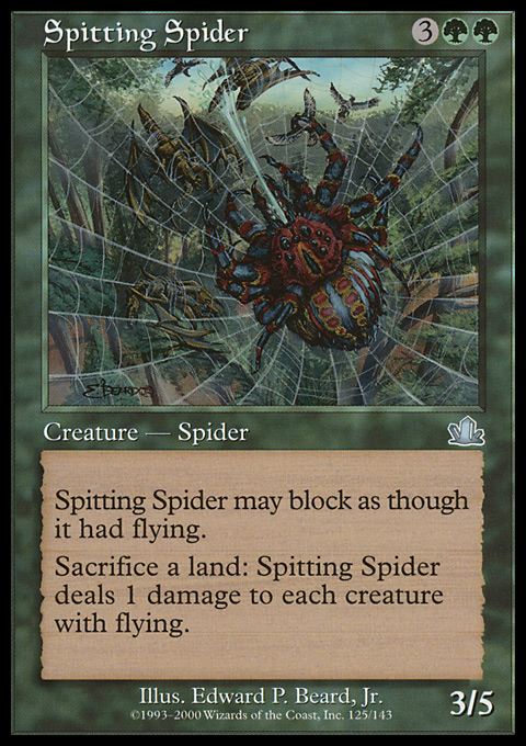 Spitting Spider